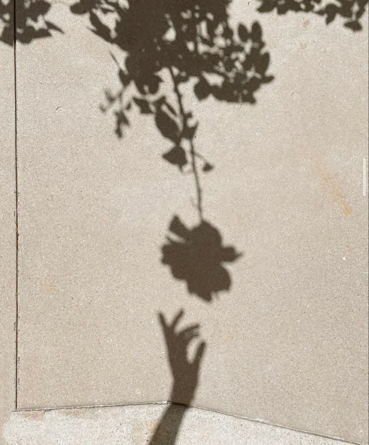 The shadow of a flowering branch on a sunlit wall, a hand reaching up to it